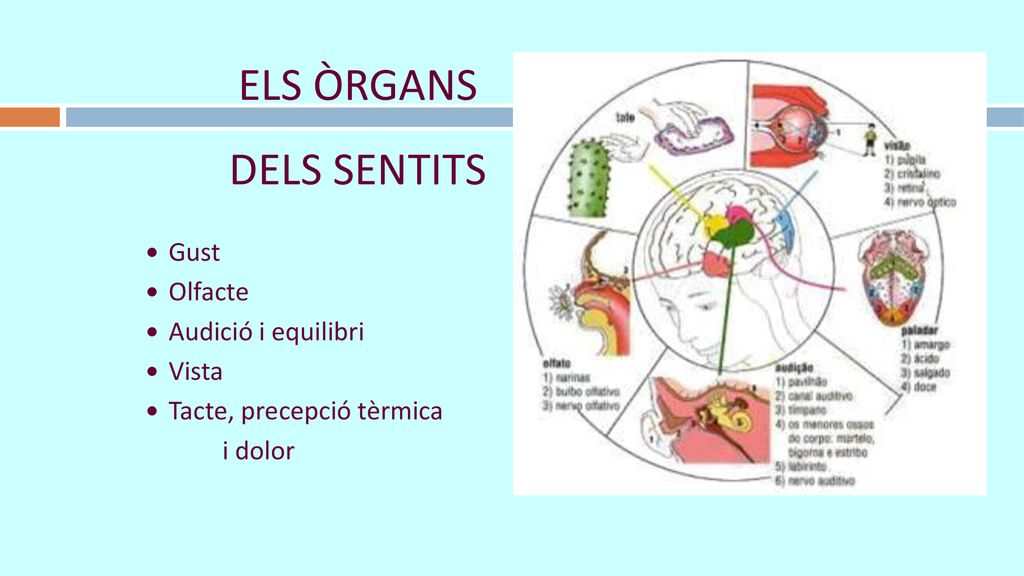 ELS ÒRGANS DELS SENTITS Gust Olfacte Audició i equilibri Vista