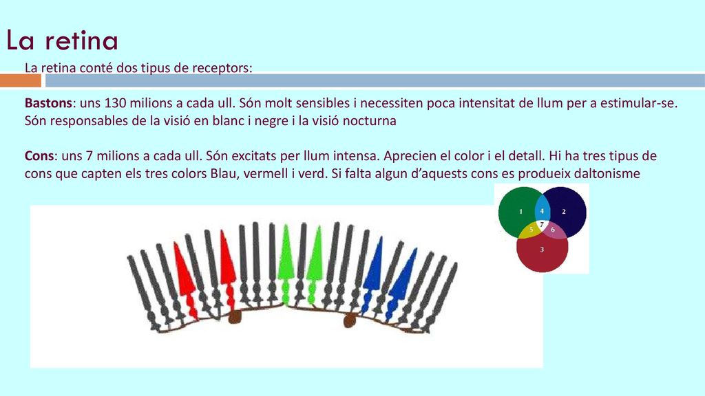 La retina La retina conté dos tipus de receptors: