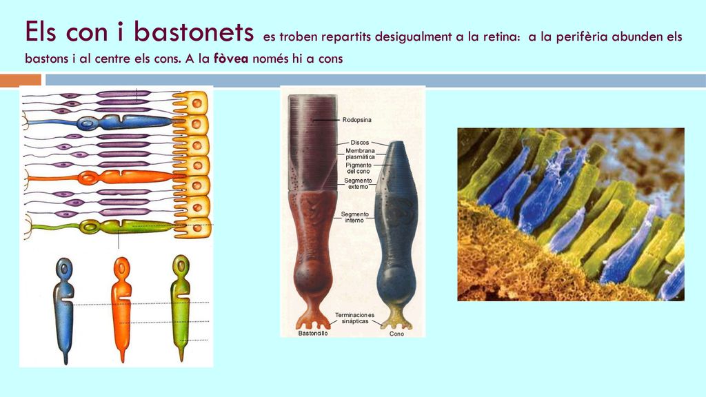 Els con i bastonets es troben repartits desigualment a la retina: a la perifèria abunden els bastons i al centre els cons.