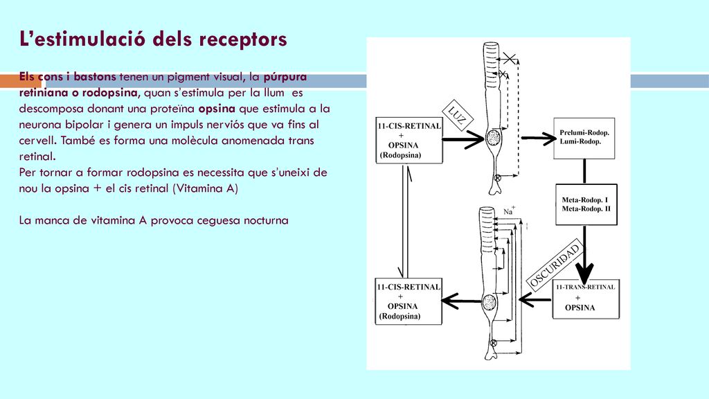 L’estimulació dels receptors Els cons i bastons tenen un pigment visual, la púrpura retiniana o rodopsina, quan s’estimula per la llum es descomposa donant una proteïna opsina que estimula a la neurona bipolar i genera un impuls nerviós que va fins al cervell.