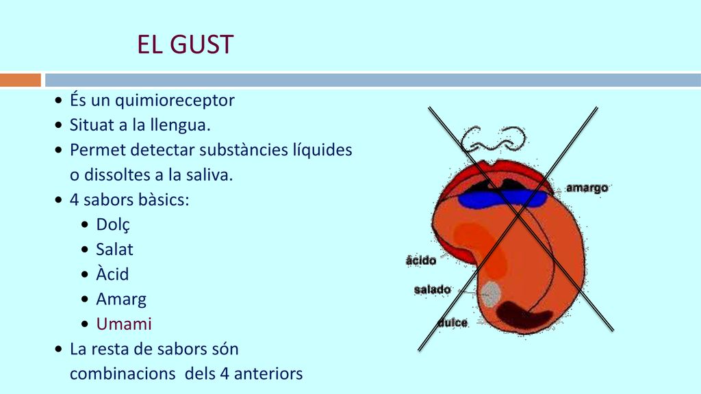 EL GUST És un quimioreceptor Situat a la llengua.