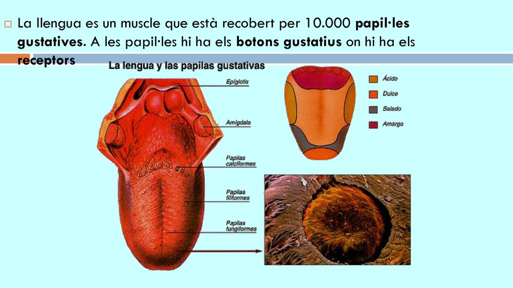 La llengua es un muscle que està recobert per 10