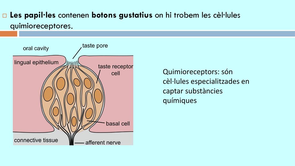 Les papil·les contenen botons gustatius on hi trobem les cèl·lules quimioreceptores.