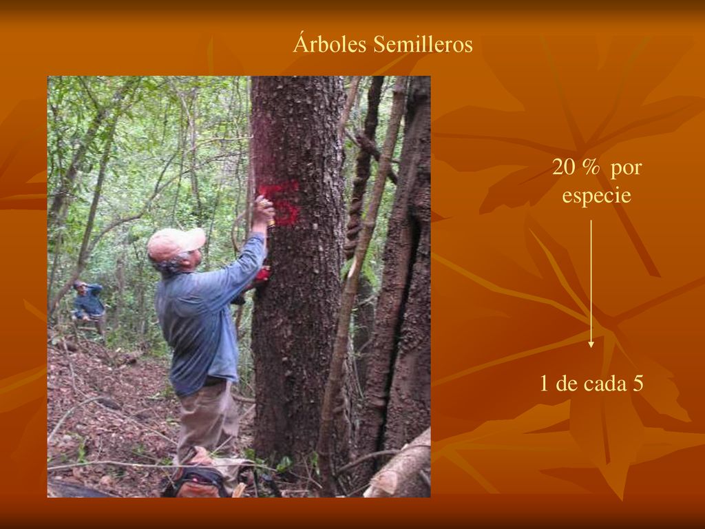 Árboles Semilleros 20 % por especie 1 de cada 5