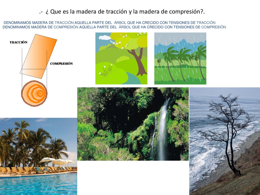 .- ¿ Que es la madera de tracción y la madera de compresión .