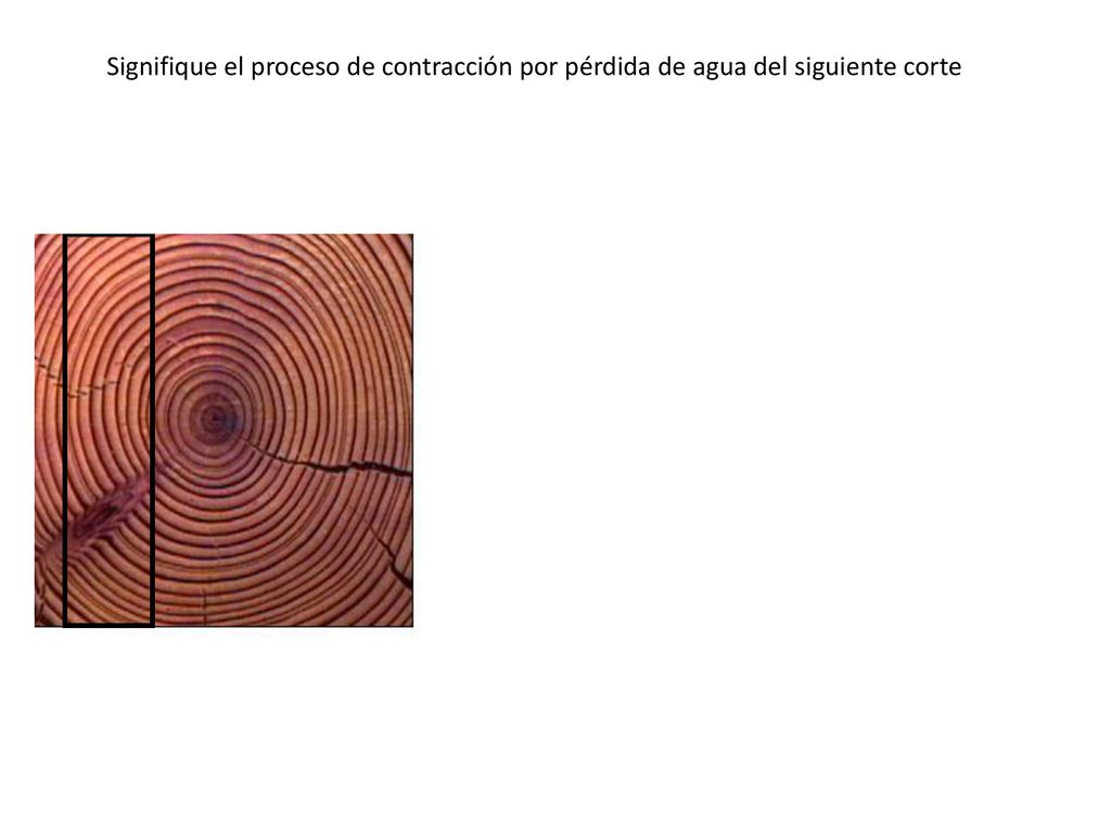 Signifique el proceso de contracción por pérdida de agua del siguiente corte