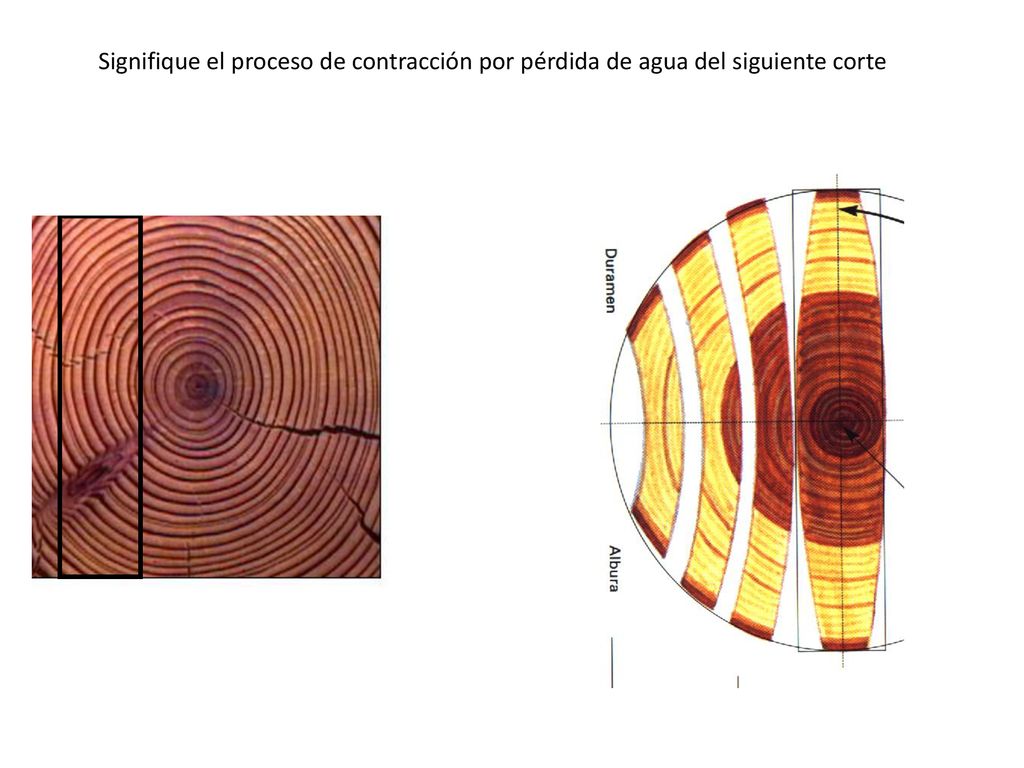 Signifique el proceso de contracción por pérdida de agua del siguiente corte
