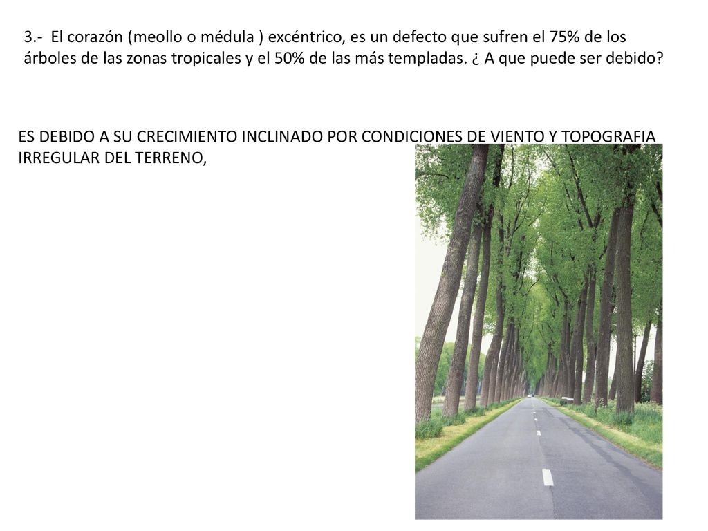 3.- El corazón (meollo o médula ) excéntrico, es un defecto que sufren el 75% de los árboles de las zonas tropicales y el 50% de las más templadas. ¿ A que puede ser debido