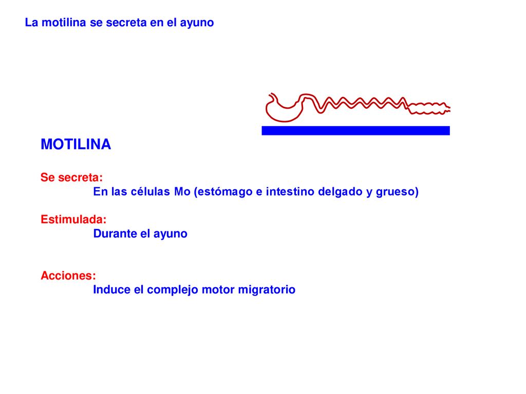 MOTILINA La motilina se secreta en el ayuno Se secreta: