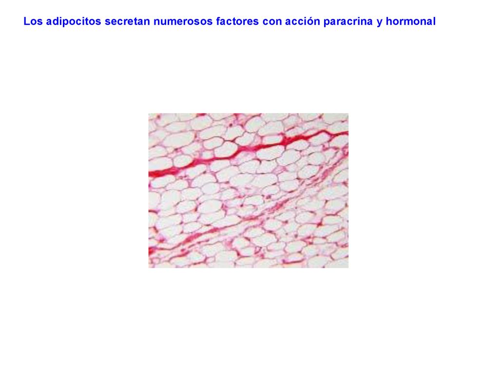 Los adipocitos secretan numerosos factores con acción paracrina y hormonal
