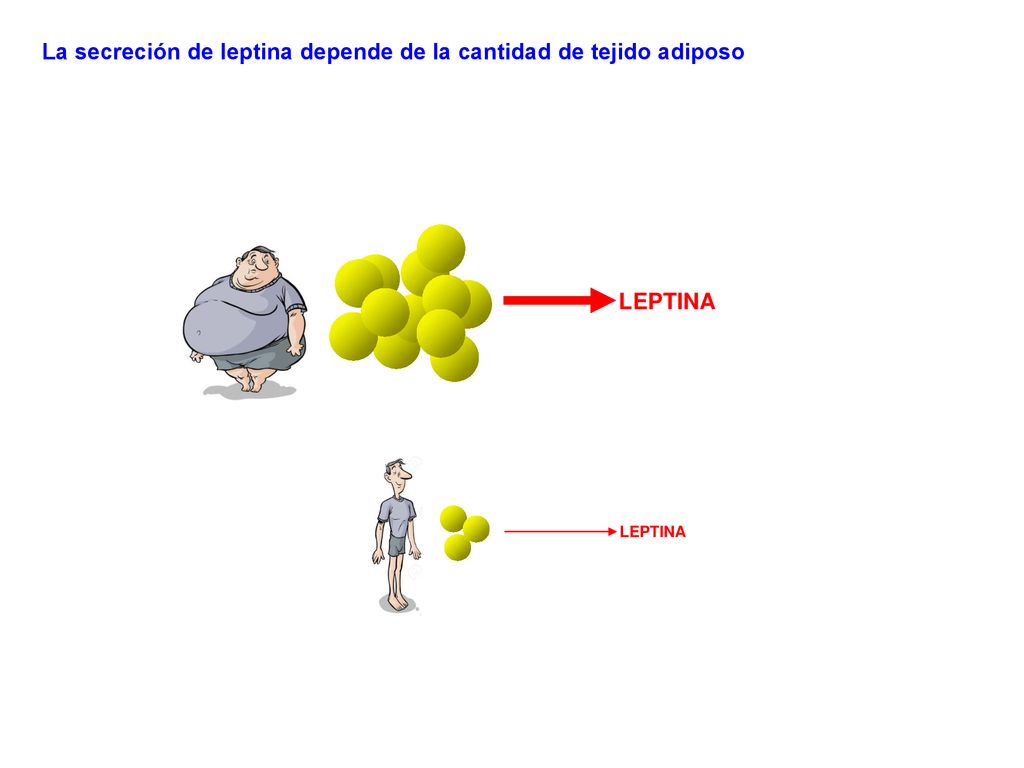 La secreción de leptina depende de la cantidad de tejido adiposo