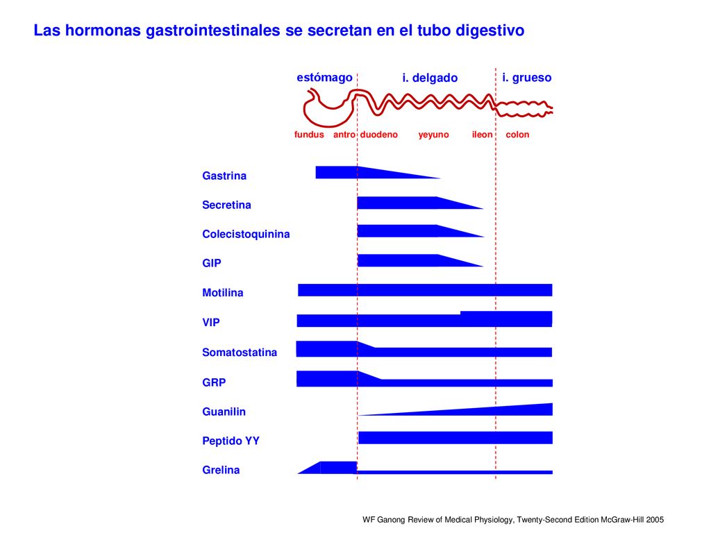 Las hormonas gastrointestinales se secretan en el tubo digestivo