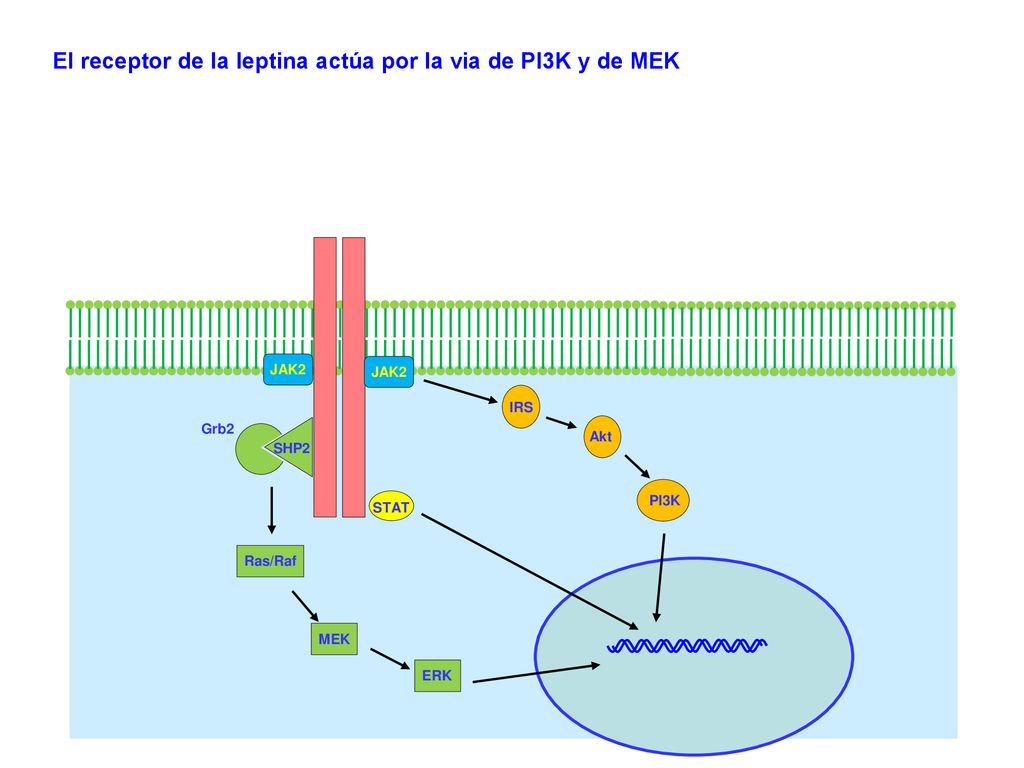 El receptor de la leptina actúa por la via de PI3K y de MEK