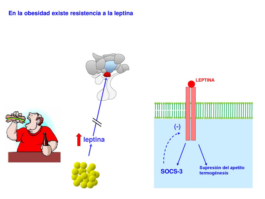 (-) leptina En la obesidad existe resistencia a la leptina SOCS-3