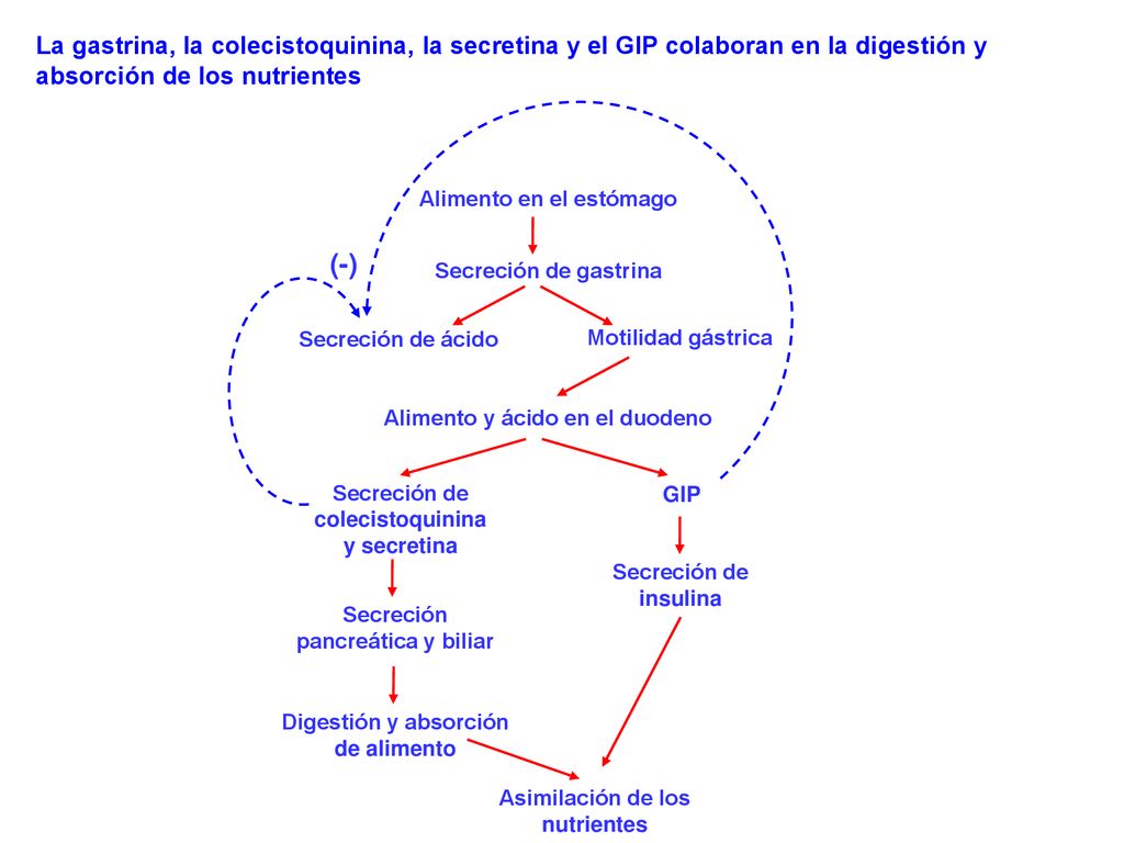 La gastrina, la colecistoquinina, la secretina y el GIP colaboran en la digestión y absorción de los nutrientes