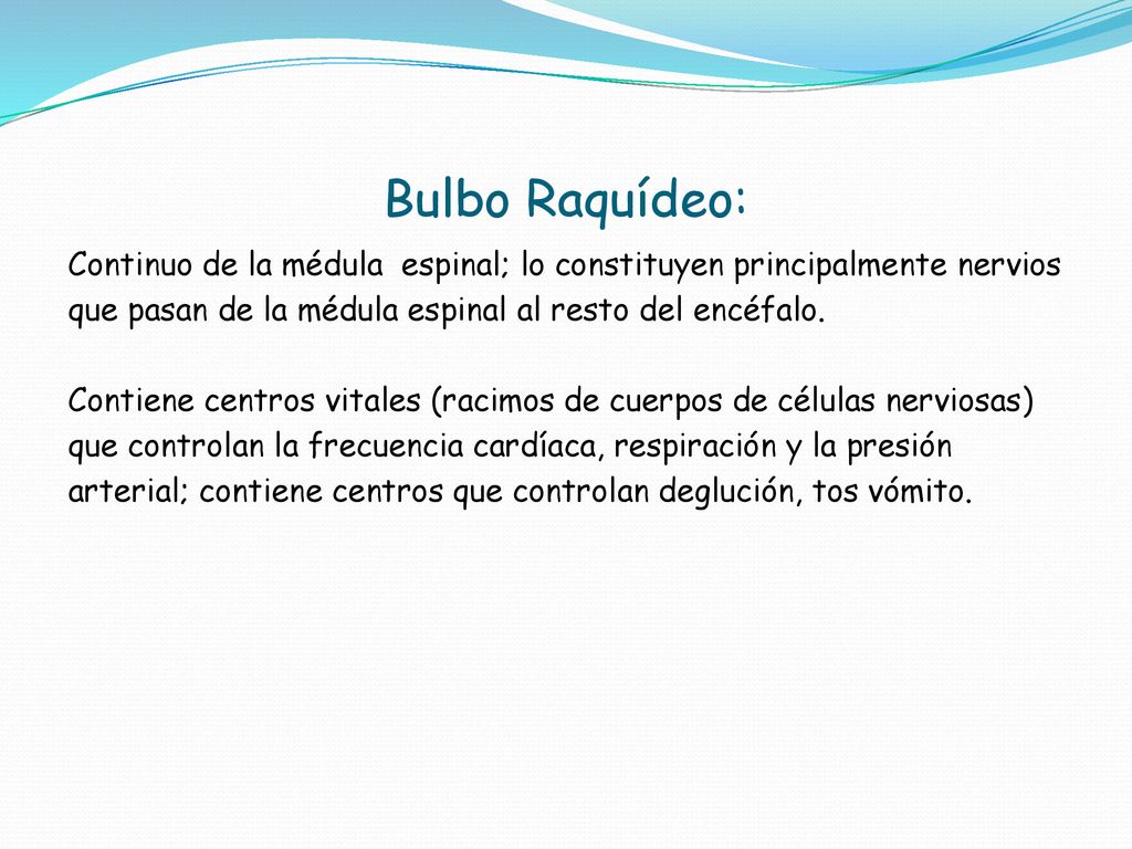 Bulbo Raquídeo: Continuo de la médula espinal; lo constituyen principalmente nervios. que pasan de la médula espinal al resto del encéfalo.