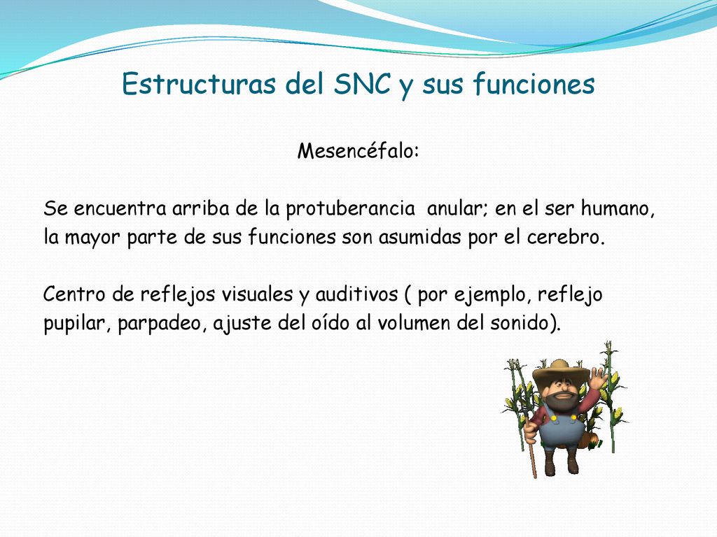 Estructuras del SNC y sus funciones