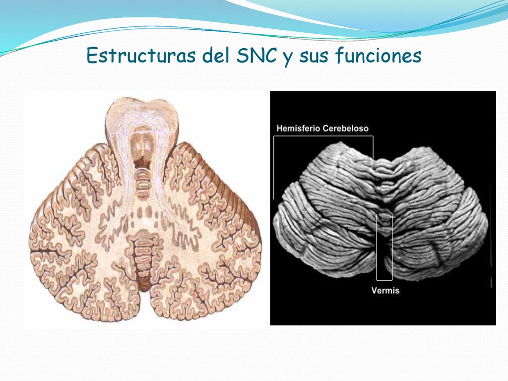 Estructuras del SNC y sus funciones