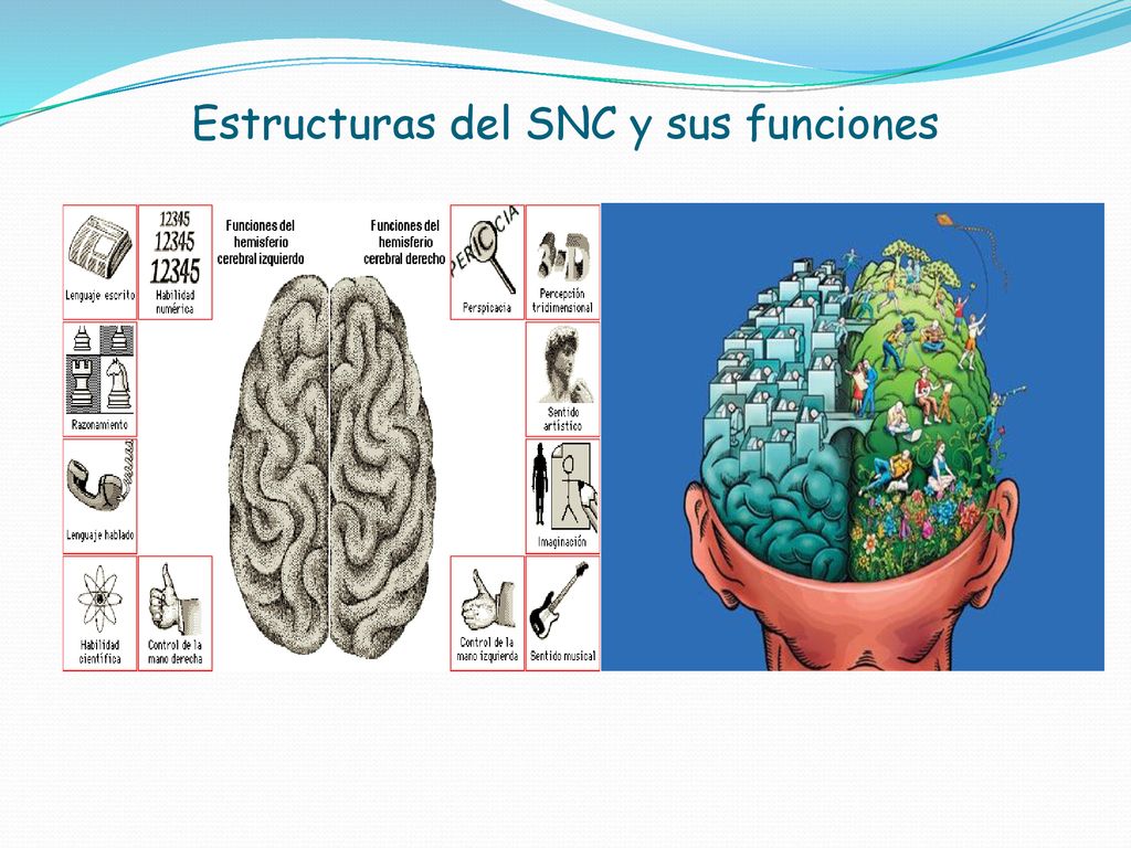 Estructuras del SNC y sus funciones