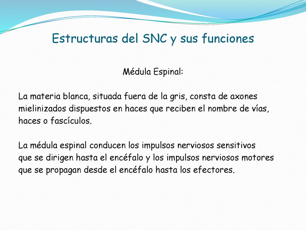 Estructuras del SNC y sus funciones