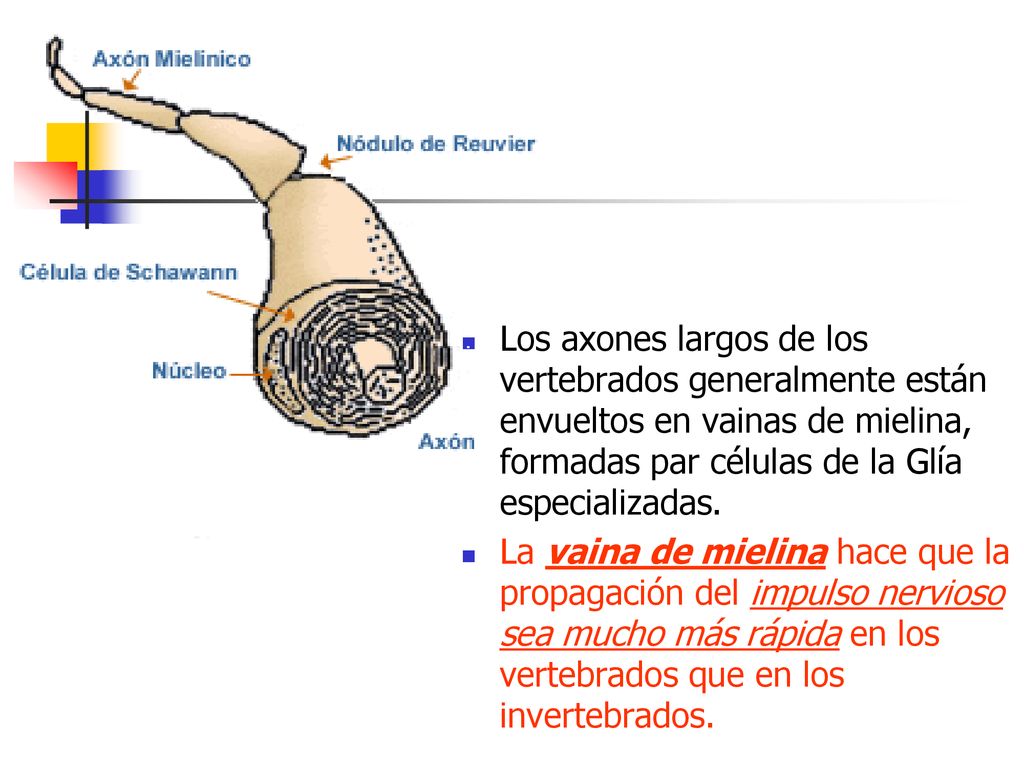 Los axones largos de los vertebrados generalmente están envueltos en vainas de mielina, formadas par células de la Glía especializadas.
