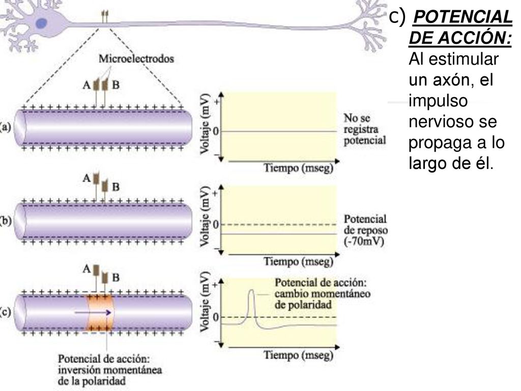 c) POTENCIAL DE ACCIÓN: Al estimular un axón, el impulso nervioso se propaga a lo largo de él.