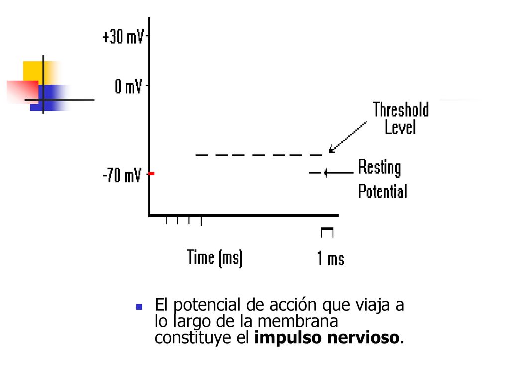 El potencial de acción que viaja a lo largo de la membrana constituye el impulso nervioso.