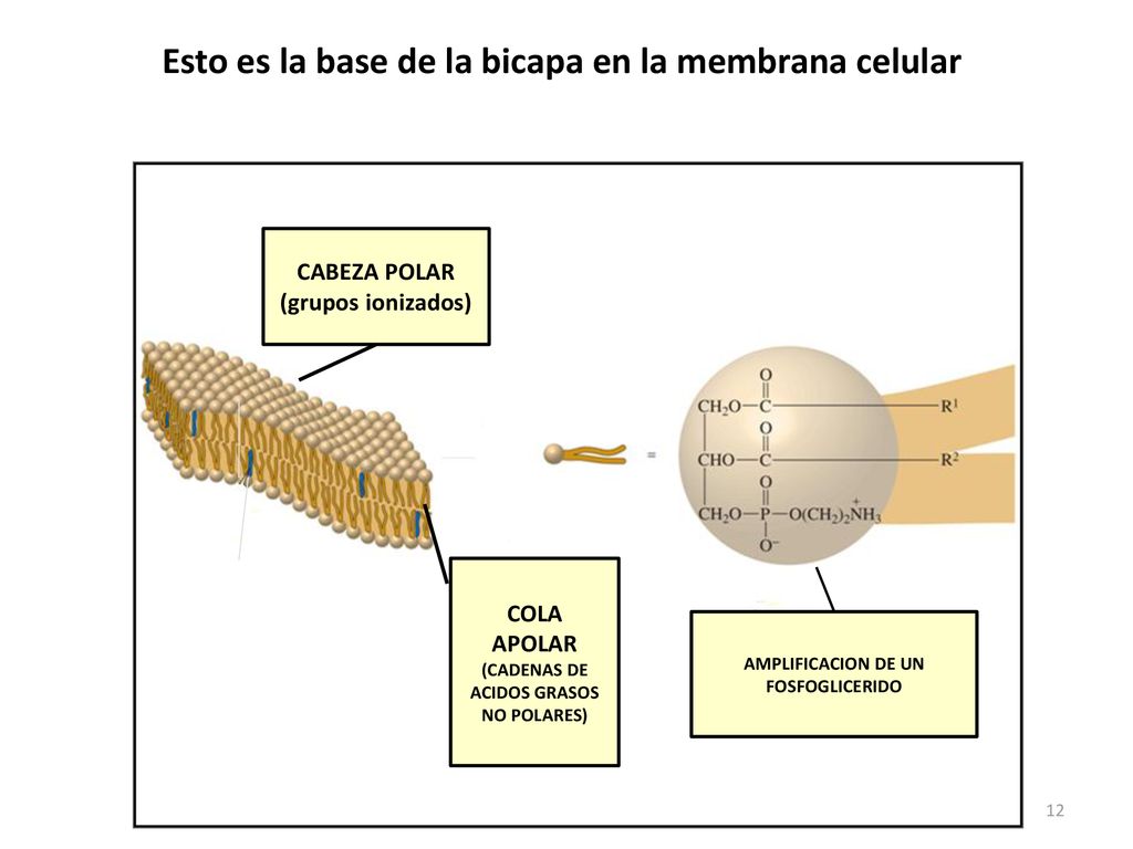 Esto es la base de la bicapa en la membrana celular