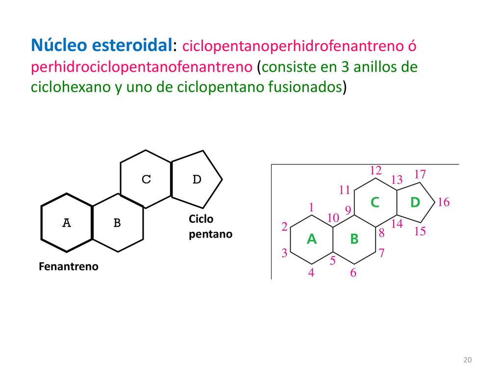 Núcleo esteroidal: ciclopentanoperhidrofenantreno ó perhidrociclopentanofenantreno (consiste en 3 anillos de ciclohexano y uno de ciclopentano fusionados)