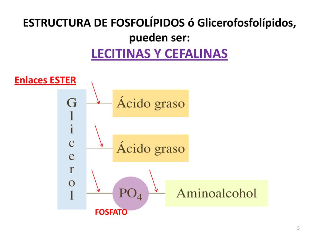 ESTRUCTURA DE FOSFOLÍPIDOS ó Glicerofosfolípidos, pueden ser: LECITINAS Y CEFALINAS