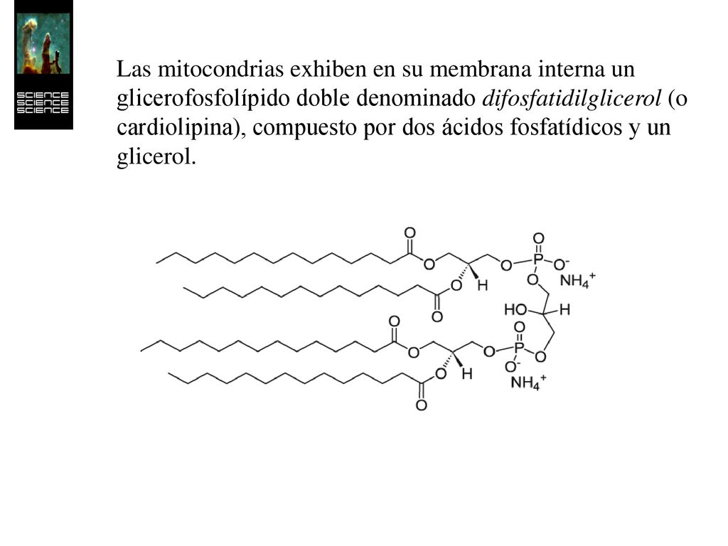 Las mitocondrias exhiben en su membrana interna un glicerofosfolípido doble denominado difosfatidilglicerol (o cardiolipina), compuesto por dos ácidos fosfatídicos y un glicerol.