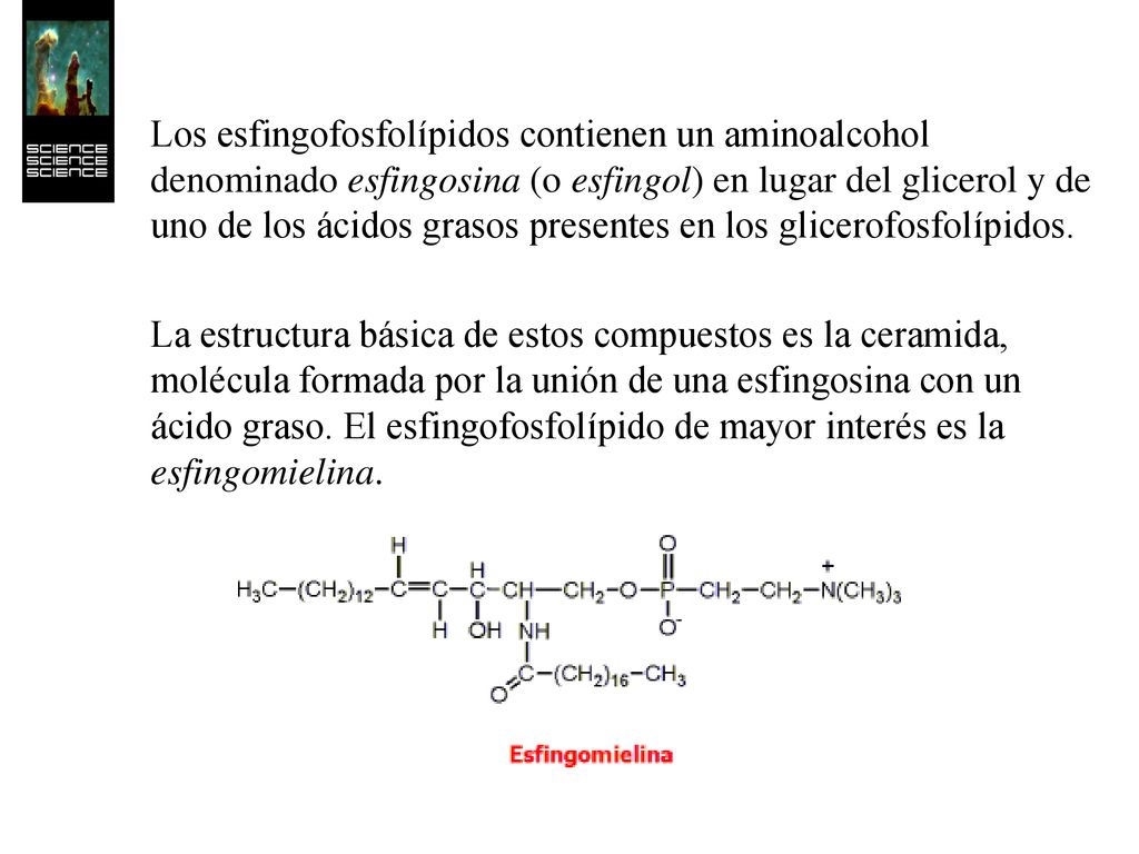 Los esfingofosfolípidos contienen un aminoalcohol denominado esfingosina (o esfingol) en lugar del glicerol y de uno de los ácidos grasos presentes en los glicerofosfolípidos.