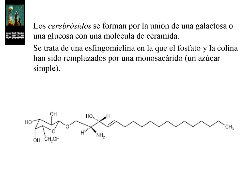 Los cerebrósidos se forman por la unión de una galactosa o una glucosa con una molécula de ceramida.