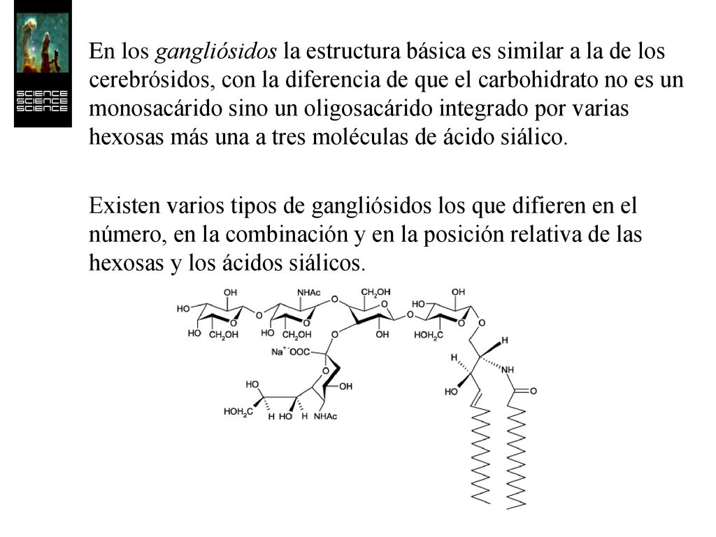 En los gangliósidos la estructura básica es similar a la de los cerebrósidos, con la diferencia de que el carbohidrato no es un monosacárido sino un oligosacárido integrado por varias hexosas más una a tres moléculas de ácido siálico.