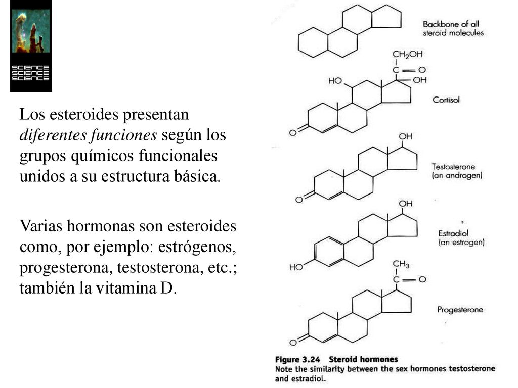 Los esteroides presentan diferentes funciones según los grupos químicos funcionales unidos a su estructura básica.
