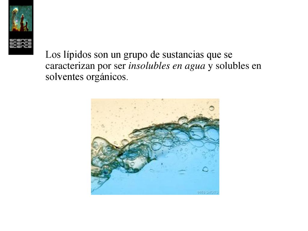 Los lípidos son un grupo de sustancias que se caracterizan por ser insolubles en agua y solubles en solventes orgánicos.