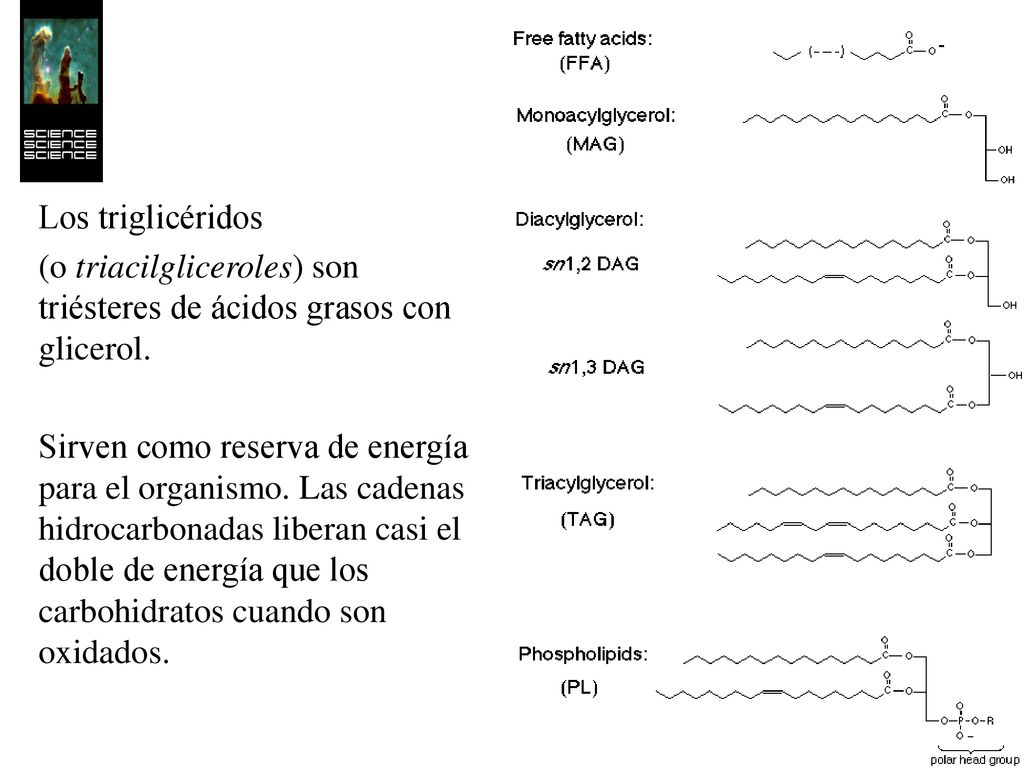 Los triglicéridos (o triacilgliceroles) son triésteres de ácidos grasos con glicerol.