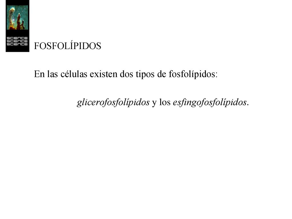 FOSFOLÍPIDOS En las células existen dos tipos de fosfolípidos: los glicerofosfolípidos y los esfingofosfolípidos.