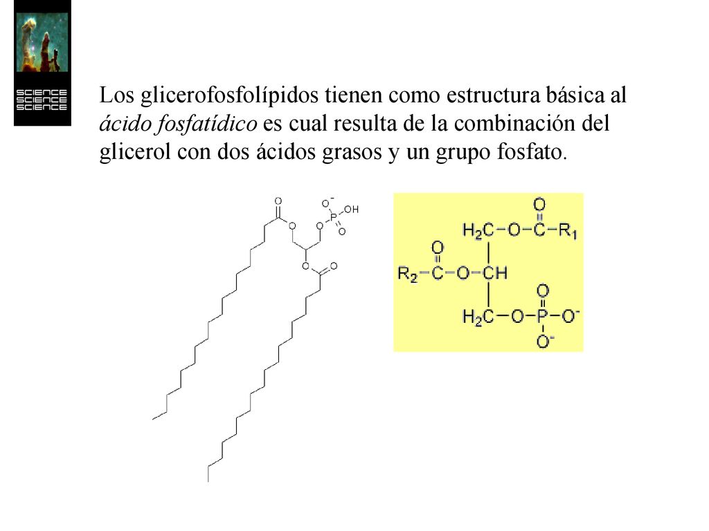 Los glicerofosfolípidos tienen como estructura básica al ácido fosfatídico es cual resulta de la combinación del glicerol con dos ácidos grasos y un grupo fosfato.