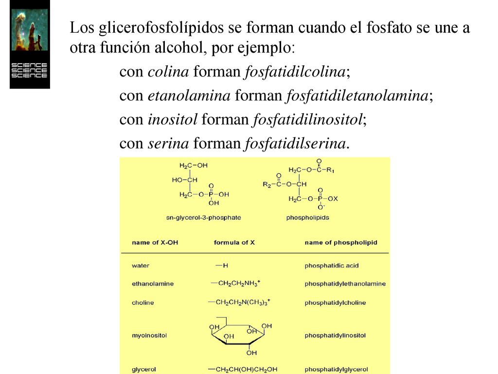 Los glicerofosfolípidos se forman cuando el fosfato se une a otra función alcohol, por ejemplo: