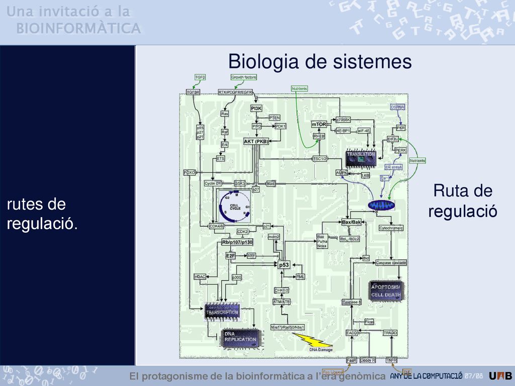 El protagonisme de la bioinformàtica a l’era genòmica