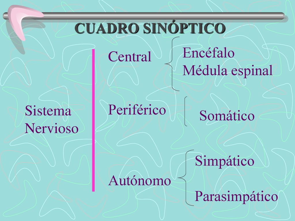 CUADRO SINÓPTICO Encéfalo. Médula espinal. Central. Periférico. Autónomo. Sistema. Nervioso. Somático.