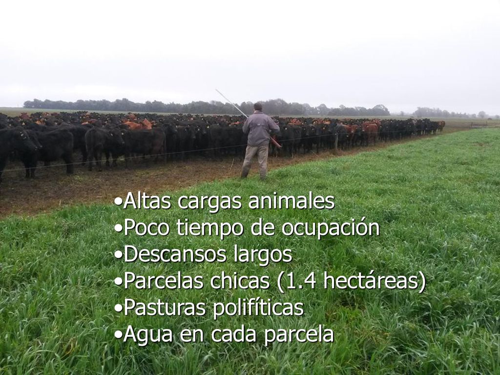 Altas cargas animales Poco tiempo de ocupación. Descansos largos. Parcelas chicas (1.4 hectáreas)