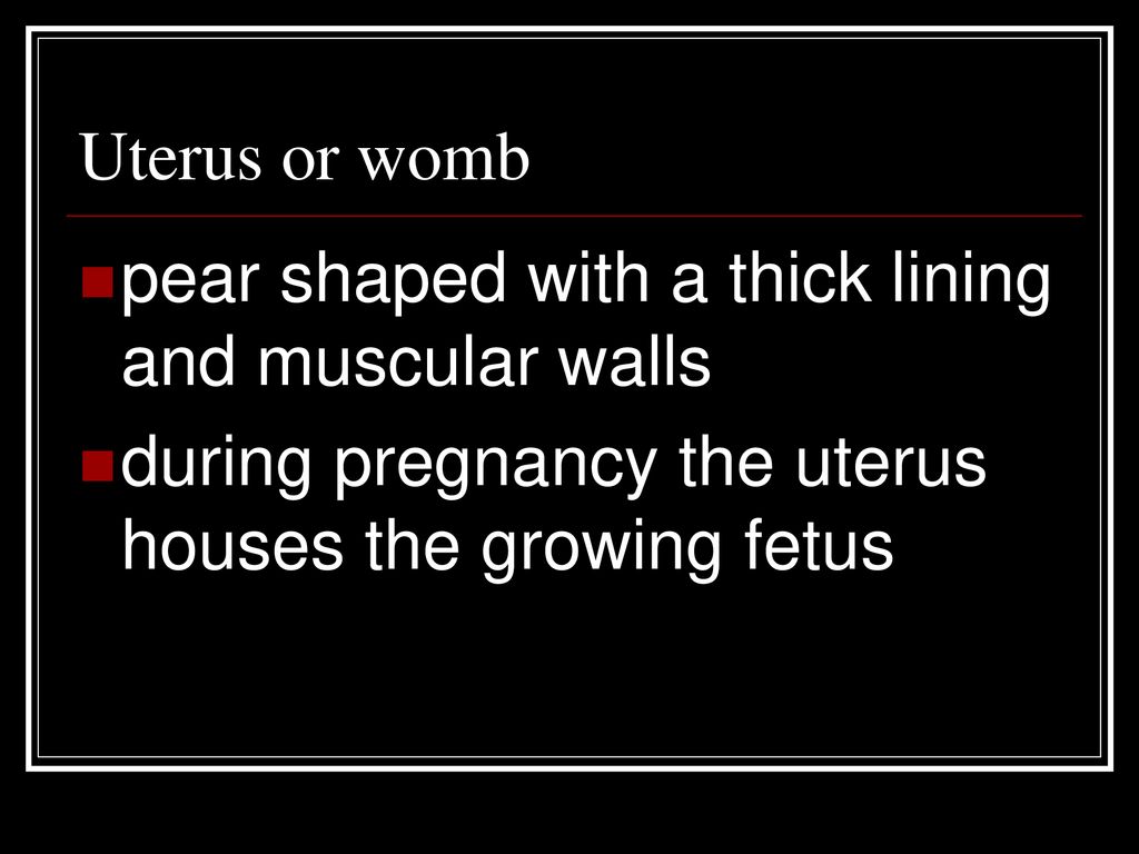 Uterus or womb pear shaped with a thick lining and muscular walls.