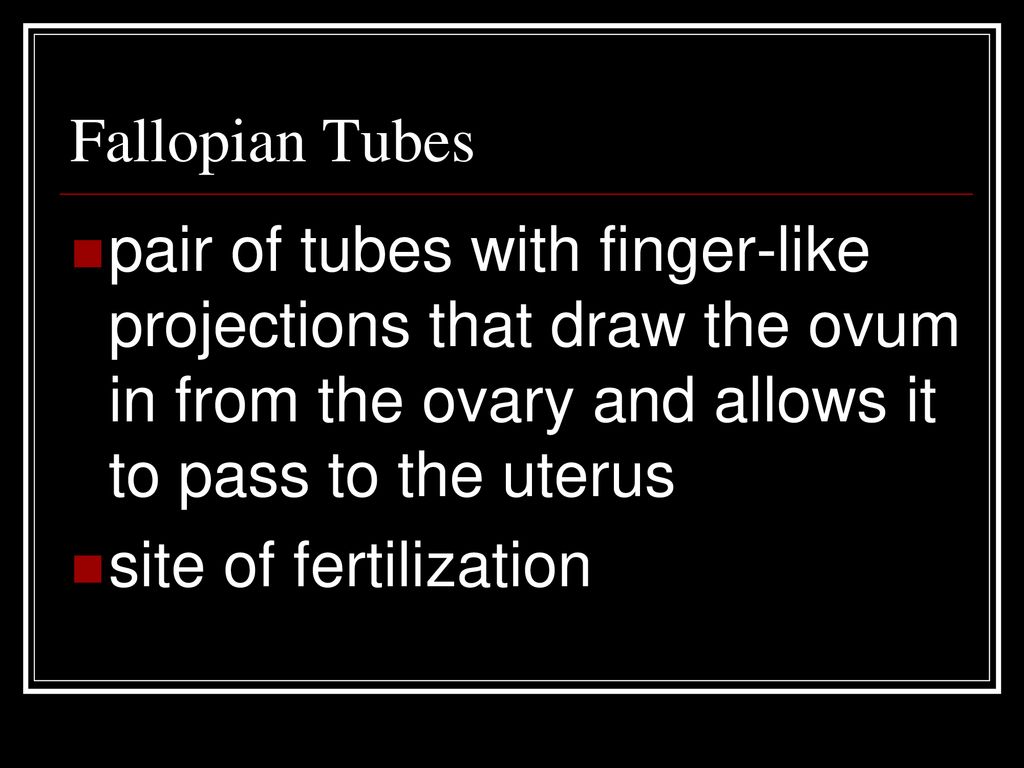 Fallopian Tubes pair of tubes with finger-like projections that draw the ovum in from the ovary and allows it to pass to the uterus.