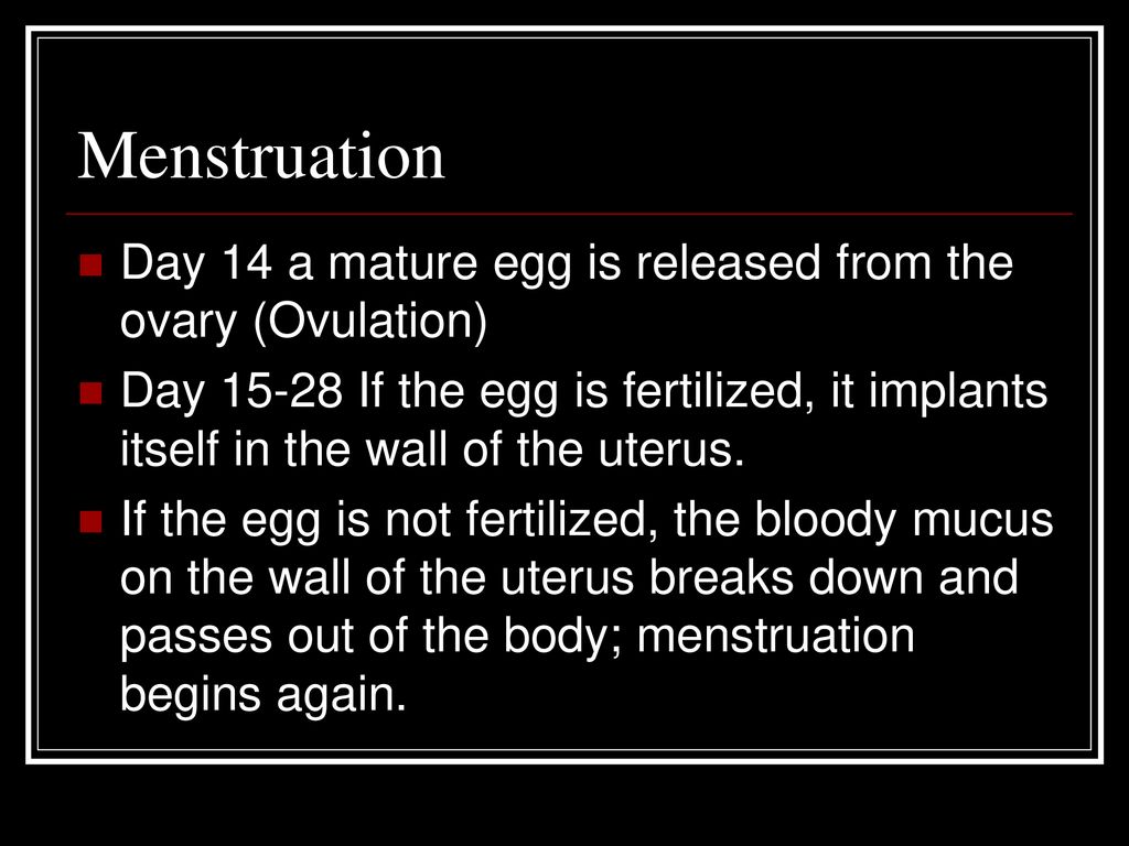 Menstruation Day 14 a mature egg is released from the ovary (Ovulation)