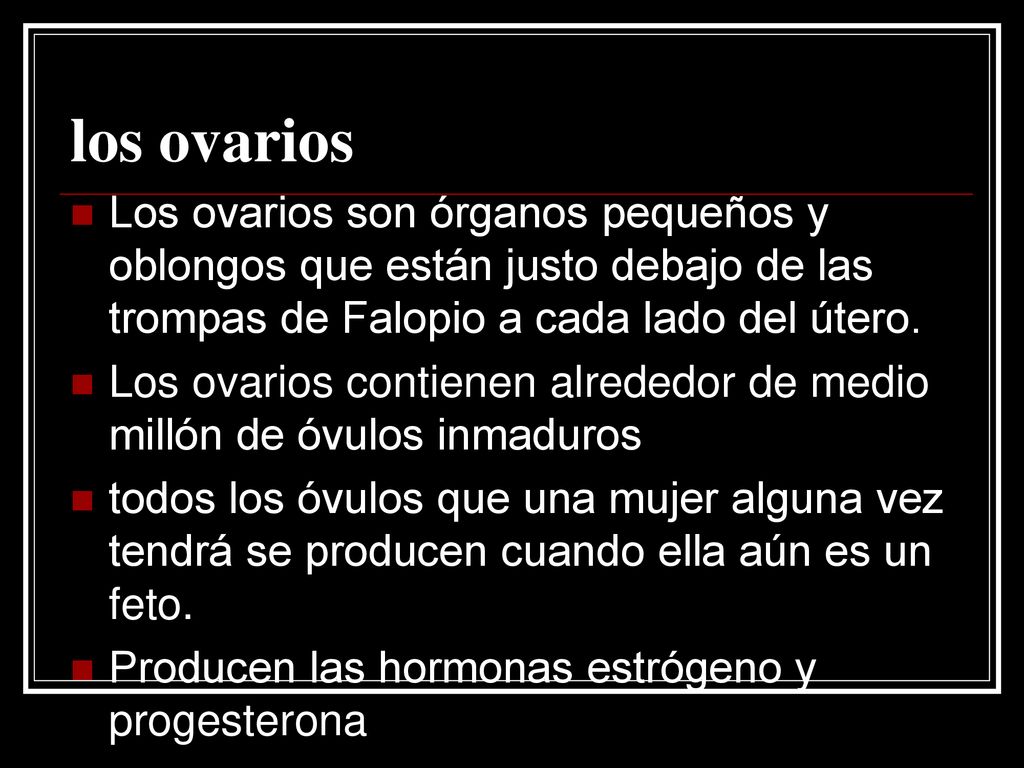 los ovarios Los ovarios son órganos pequeños y oblongos que están justo debajo de las trompas de Falopio a cada lado del útero.
