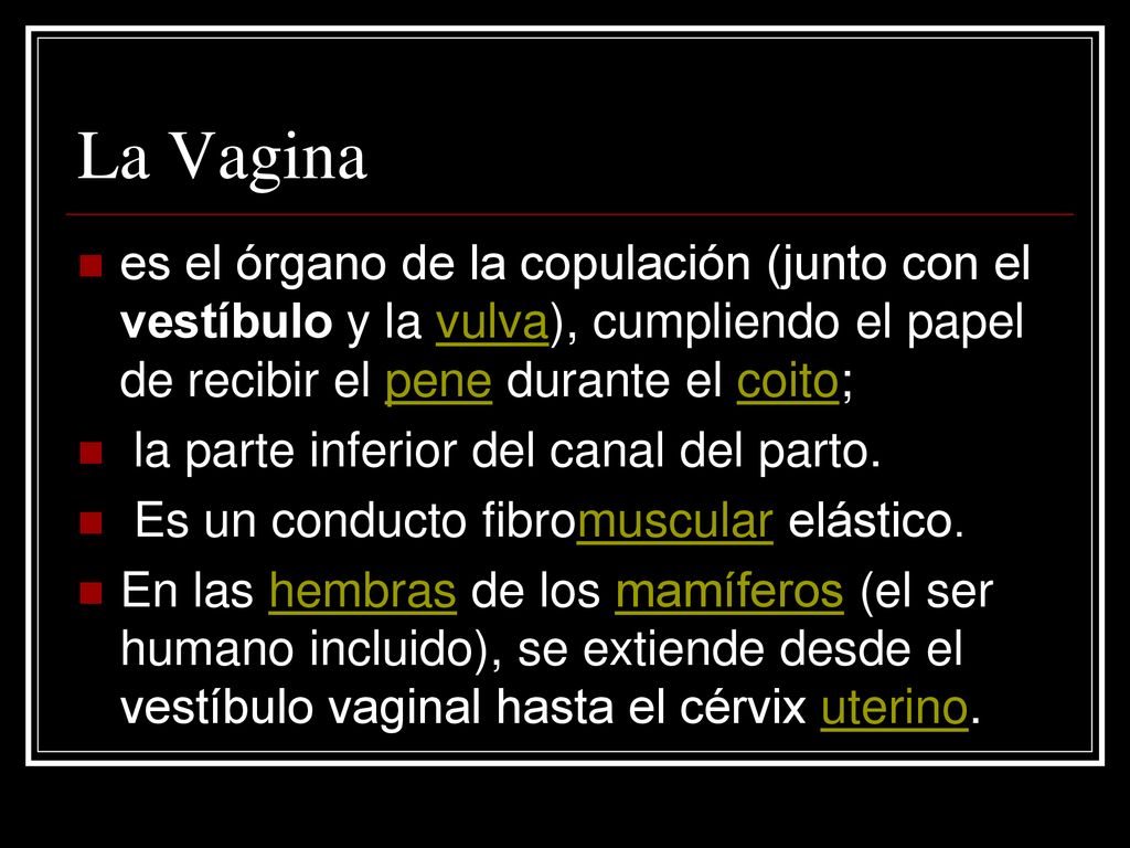 La Vagina es el órgano de la copulación (junto con el vestíbulo y la vulva), cumpliendo el papel de recibir el pene durante el coito;