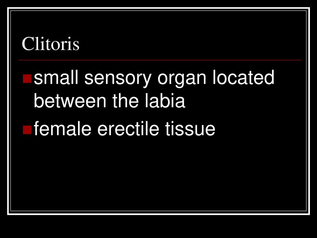 Clitoris small sensory organ located between the labia female erectile tissue