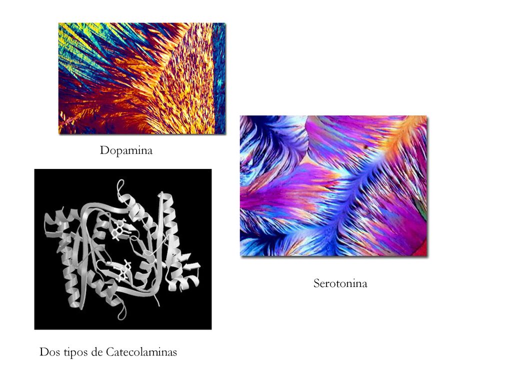 Dopamina Serotonina Dos tipos de Catecolaminas